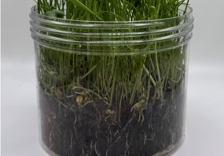 Jar-with-greens-no-rootlock