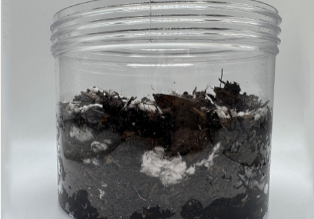 Rootlock-in-jar-with-dirt_2