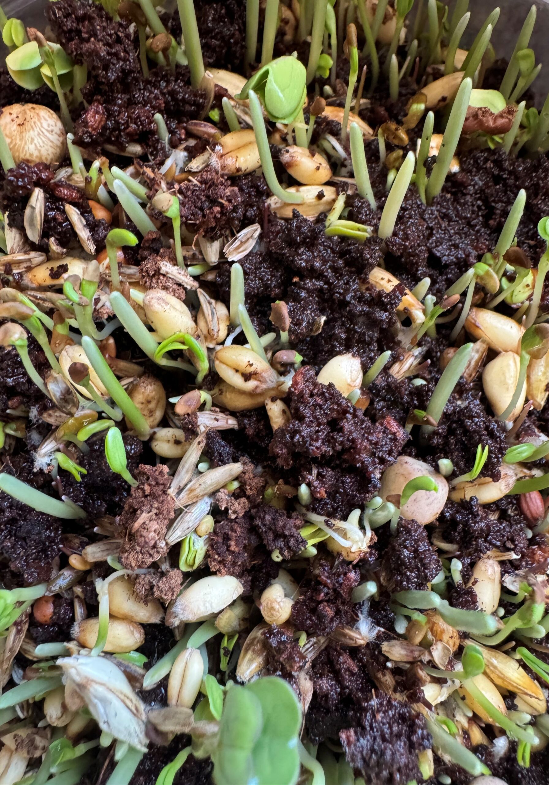 Top view sprouts + root lock