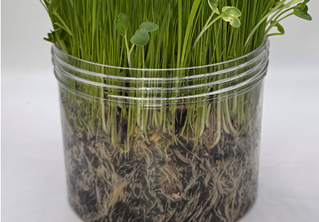 jar-with-greens-RootLock