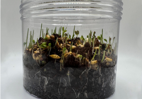 jar-with-sprouts-No-Root-Lock