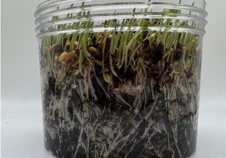 jar-with-sprouts-RootLock